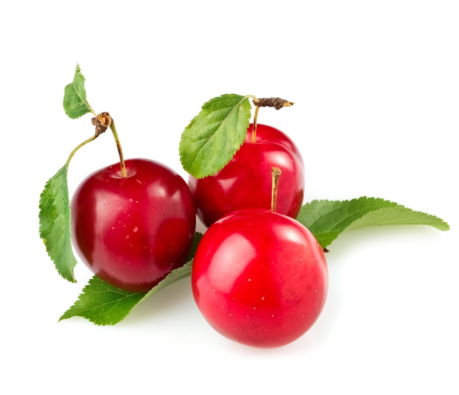 نهال آلوچه جنگلی